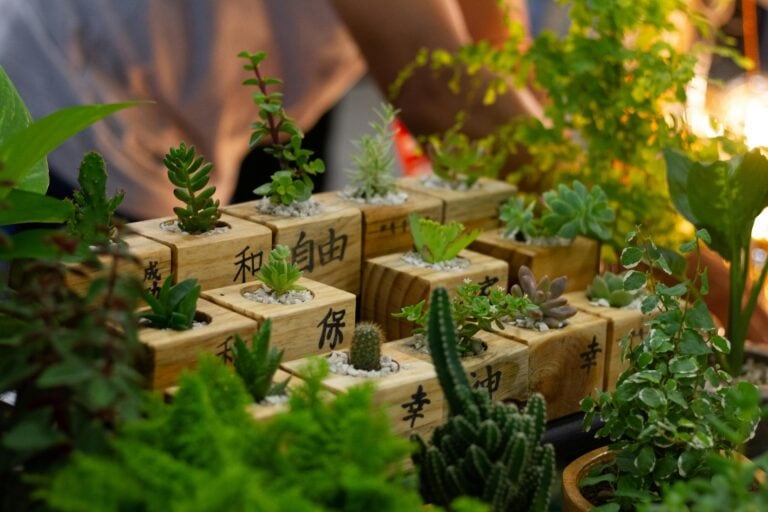 איך משרישים סוקולנטים