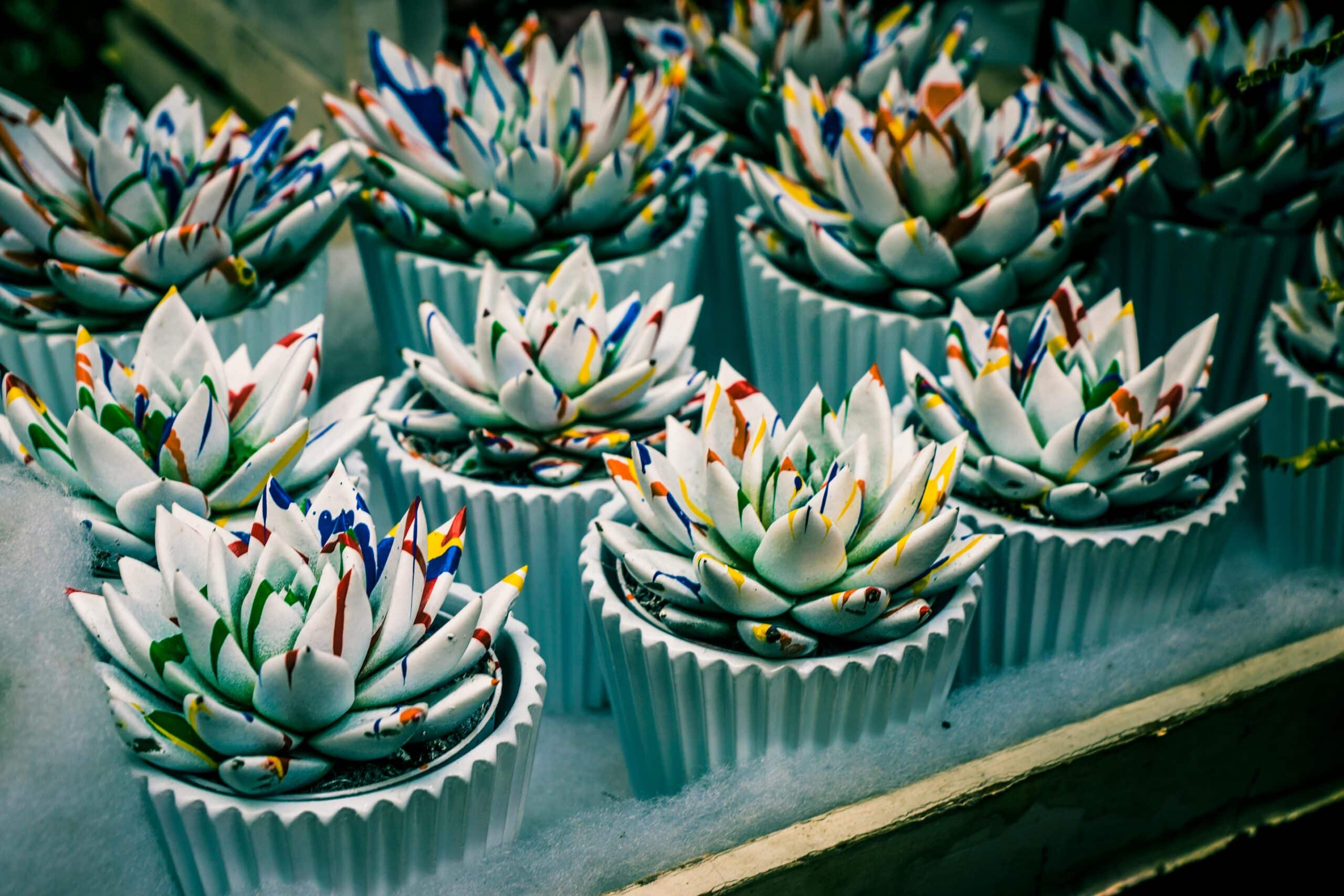 איך משרישים סוקולנטים